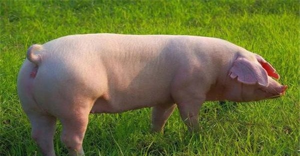 母猪脱宫怎么治疗