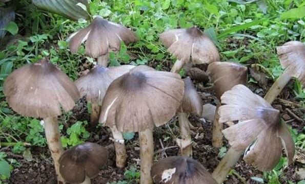 鸡枞菌的功效与作用