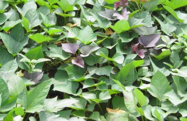 紫薯的种植时间、种植环境与品种分类问题