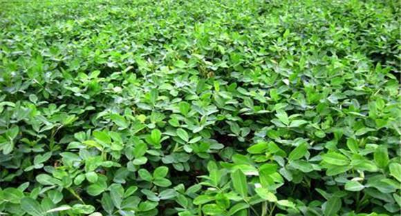 春花生高产栽培技术