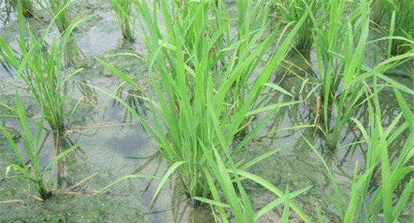 水稻生育期如何管水