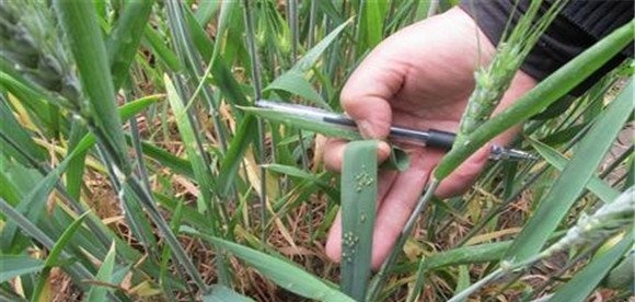 小麦吸浆虫的发生规律