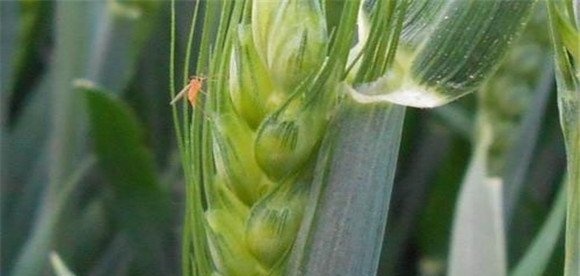 小麦吸浆虫防治的关键期