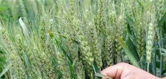 小麦吸浆虫的成虫补治