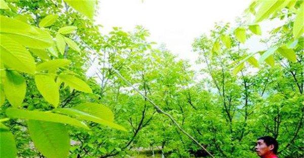 核桃人工辅助授粉的必要性