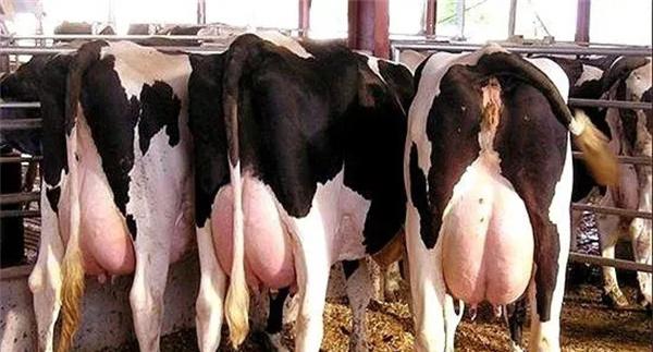 如何理解奶牛一个泌乳周期