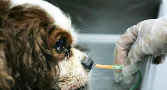 犬旋毛虫病的治疗方法
