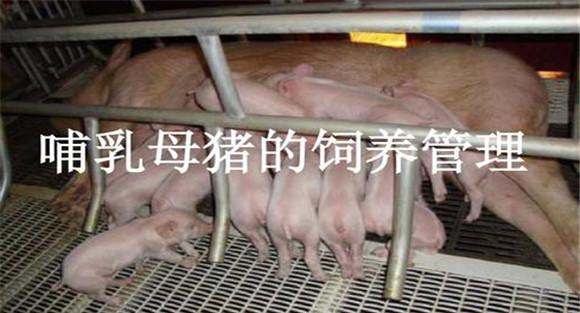 加强哺乳母猪的饲养