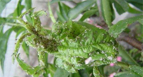 辣椒蚜虫的防治方法