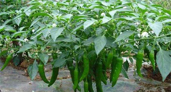 辣椒长蚜虫用什么药