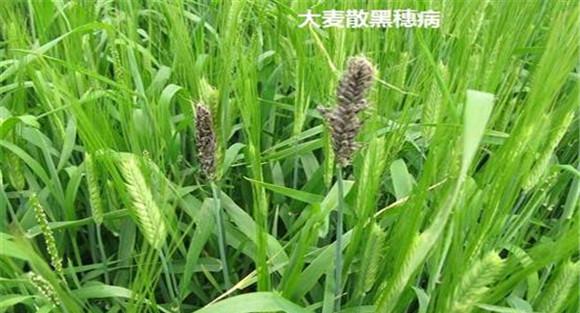 大麦的种传病害怎么防治