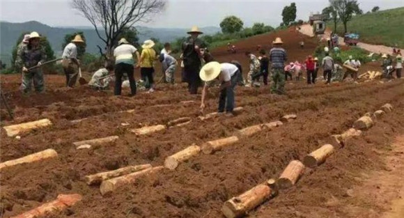茯苓种植技术与栽培管理方法