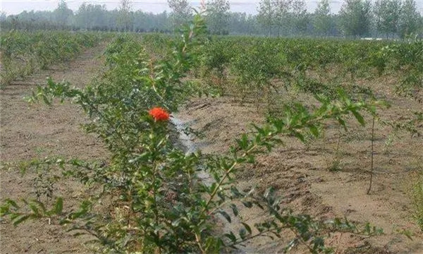 石榴园如何浇水与排水
