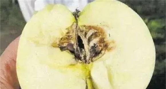 苹果霉心病的发病原因