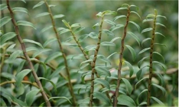 种植铁皮石斛需要注意哪些问题