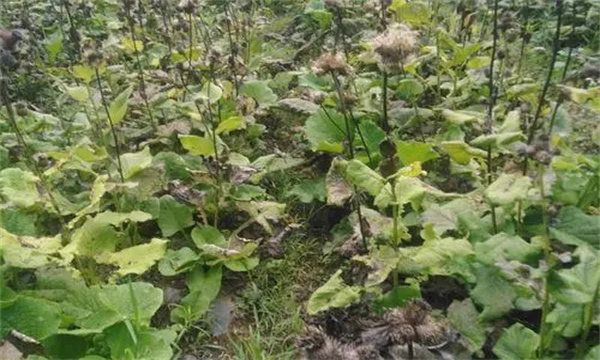木香的采收方法