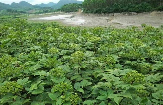 吴茱萸怎么繁殖