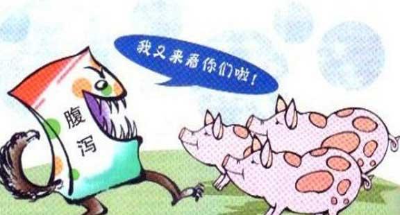 猪流行性腹泻
