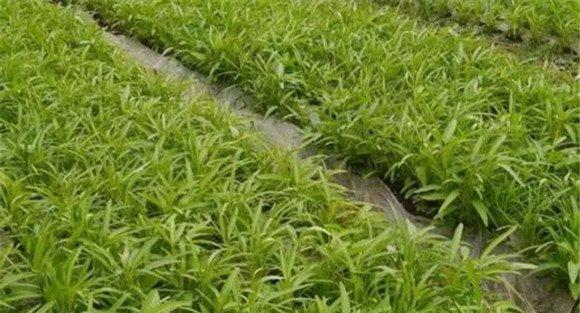 空心菜种植地域要求
