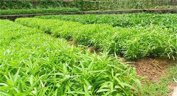 空心菜的播种育苗技术