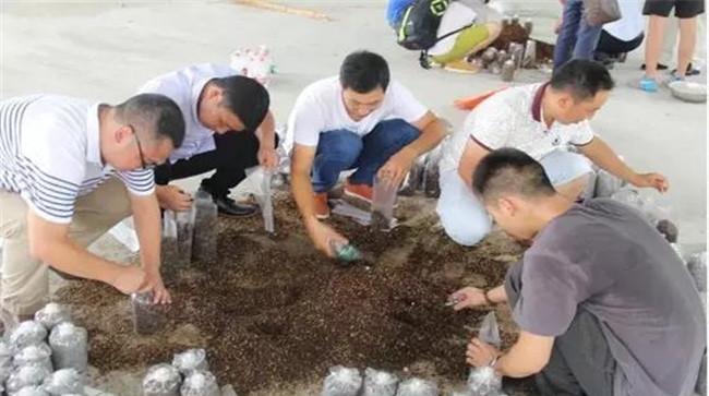 羊肚菌原种建议配方