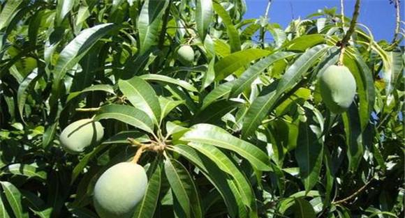 芒果结果树施肥