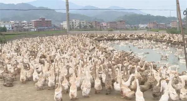养鸭场的选址与建设问题