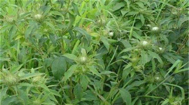 白术亩收益情况