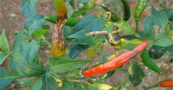 辣椒灰霉病的危害症状、发病规律与防治方法