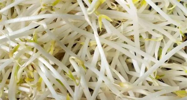 有根豆芽与无根豆芽有什么区别
