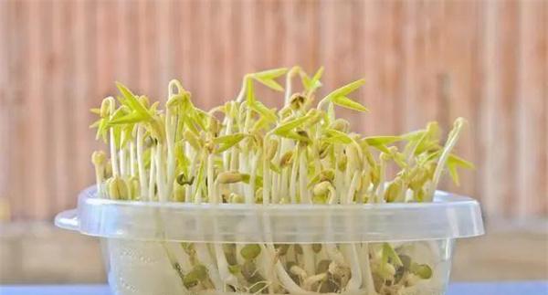 如何自已在家里发豆芽