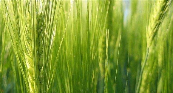 啤酒大麦种植技术要点