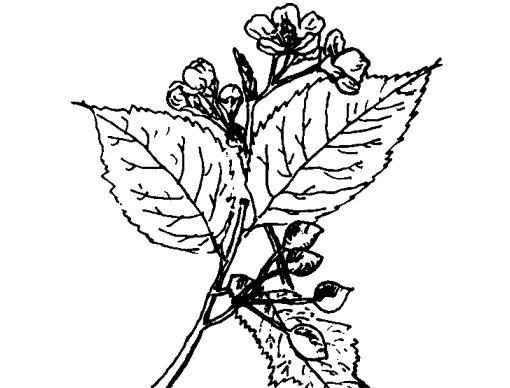 樱桃种植技术