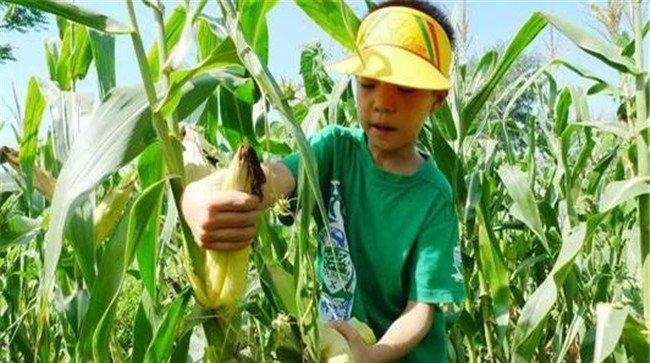 玉米几月份收获
