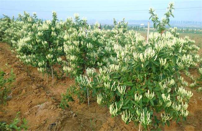金银花需要什么样的生长坏境条件
