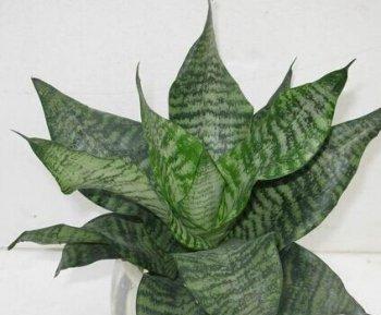 花卉的作用与功效