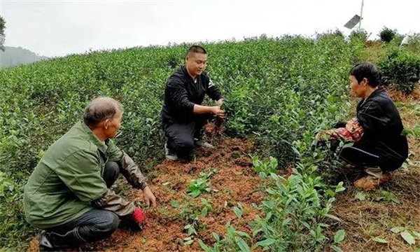 什么时间移栽茶苗