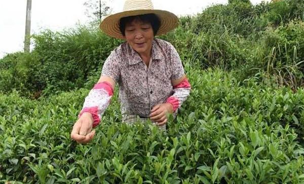 名优荼类