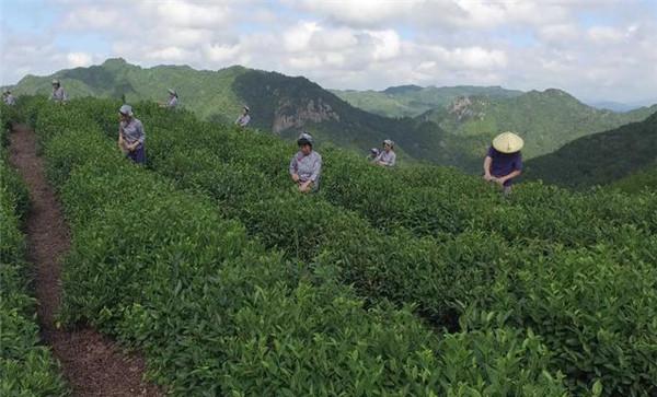 茶叶合理采摘的要求有哪些