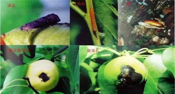食心虫的人工防治方法