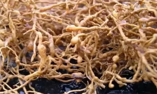 怎样防治根线虫