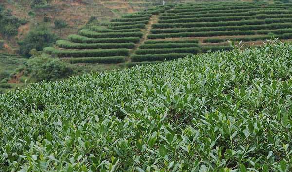 茶园管理技术