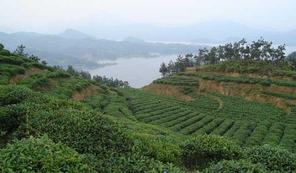 茶园管理技术