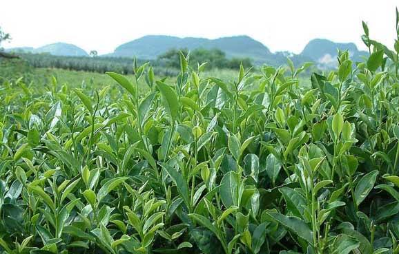 茶园管理技术