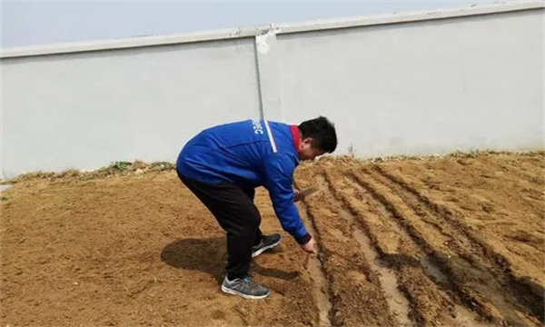 播种