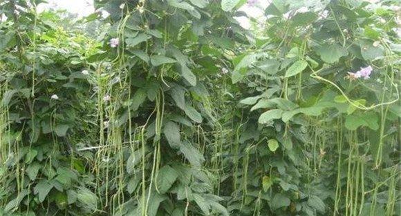 豇豆落花落荚的原因是什么