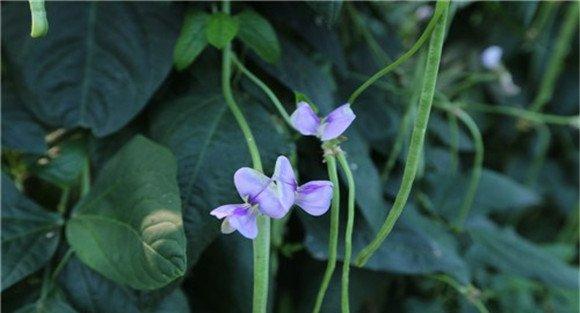 豇豆落花落荚的防治方法