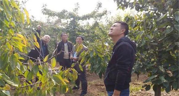 怎样引进外地的果树优良品种