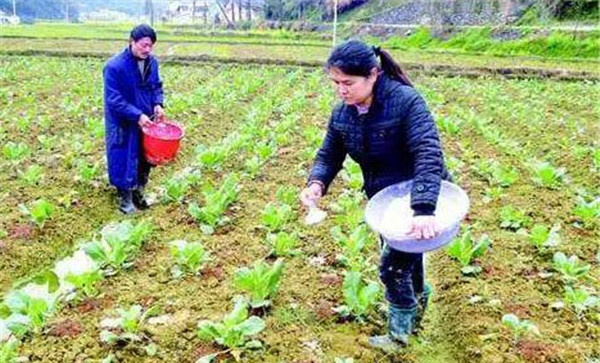 大白菜的追肥施肥量