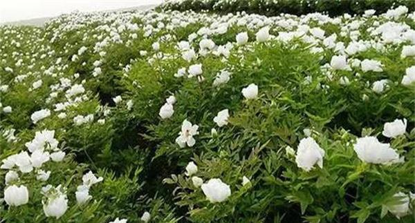 牡丹的种质特征